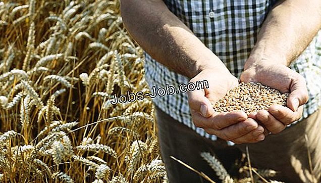 Ember áll egy búzamező, búza gabona tartja a kupakkal ellátott kezét