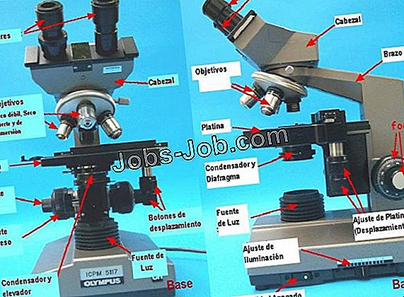 Microscopio Binocular Partes Y Funciones | Descripción del trabajo - 2025
